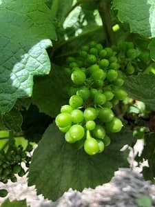 Les raisins grossissent et la grappe se ferme en juin en Champagne