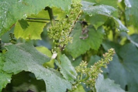 Raisin de champagne en fleur juin 2007