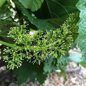 Raisin en fleur a la Celle sous Chantemerle