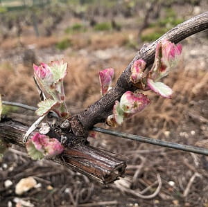 Le cépage meunier en Champagne