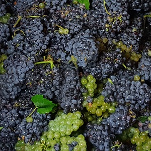 De beaux raisins pour tous les cepages