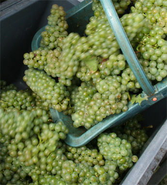 Panier! Ils sont vides dans les cagettes