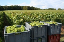 Caisses de raisin dans les vignes de champagne