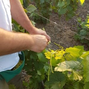Relevage de la vigne