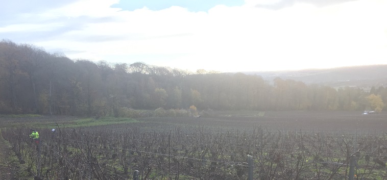 la taille dans nos vignes en champagne decembre 2017