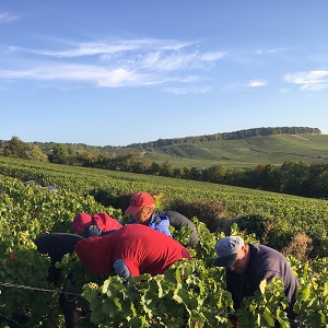 Vendangeurs dans notre vigne premier cru de Vertus