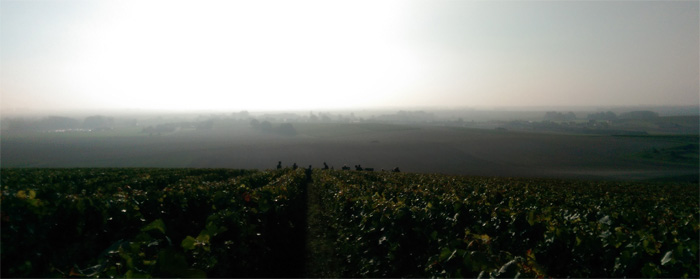 Vendanges 2014 les vignes sur la cote de Toulon et Vert Toulon dans la brume