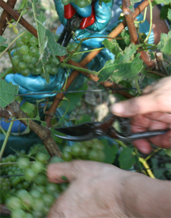 Croisement de secateurs attention les doigt