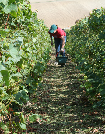 Marie vendangeuse en pleine cueillette
