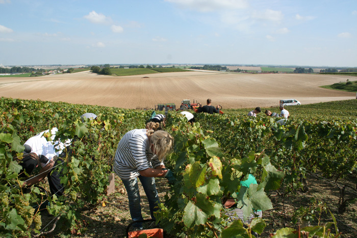 Le hordon de vendangeurs en pleine coupe dans les vignes de Vert Toulon