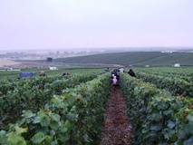 Equipe de vendangeurs dans les vignes de Vert-Toulon