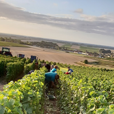 Les vendangeurs dans les vignes en Champagne 2020