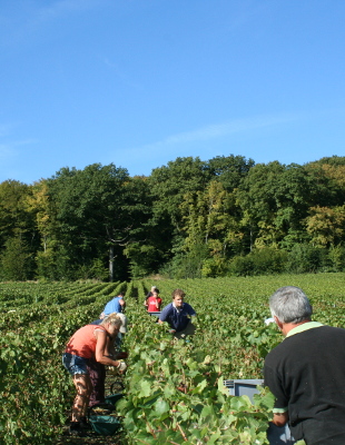 Vendanges sous le soleil
