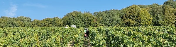 Les vendanges en Champagne en 2022