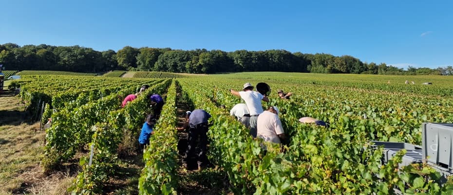 Petit producteur en champagne en septembre