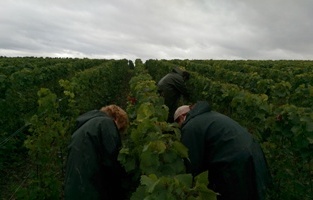 Les vendanges sous la pluie