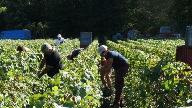Vendangeurs concentres pour couper les raisins