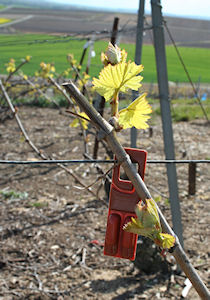 La vigne du cerisier a Vert-Toulon fin avril 2012