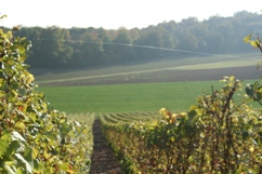 Fil d ange dans les vignes de champagne