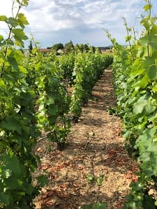 Apres le palissage nous allons rogner la vigne