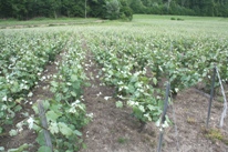 Vigne de champagne non relevee