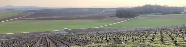Les vignes du petit village de Vert Toulon pendant le liage de mars 2021