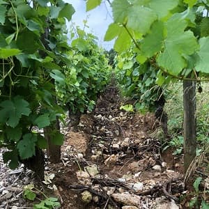 Rayon de vigne avec d�gat de ravinage apr�s orage