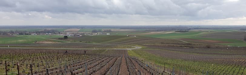 Le vignoble de Vert-Toulon début mars 2022