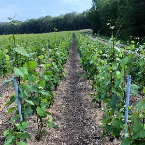 Vigne d un producteur de Champagne chardonnay après relevage