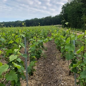 Une vigne de Chardonnay pour faire le champagne blanc de blancs avant le relevage