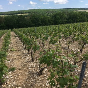 La vigne en Champagne fin mai début juin