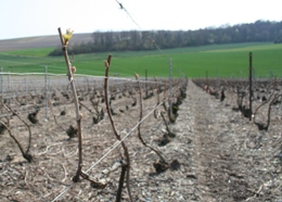 Vigne de champagne début avril 2007