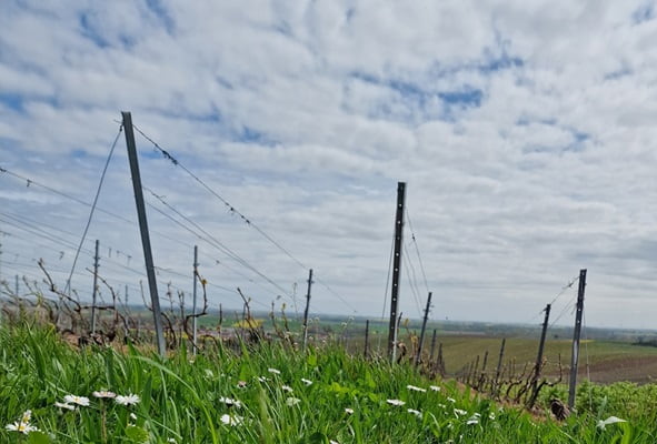 Vigneron en champagne en avril