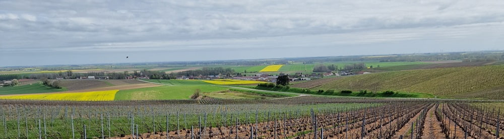 Ebourgeonnage dans les vignes de champagne
