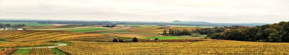 Petit producteur en champagne en novembre