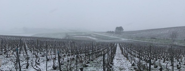 Vignes de Champagne sous la neige en janvier