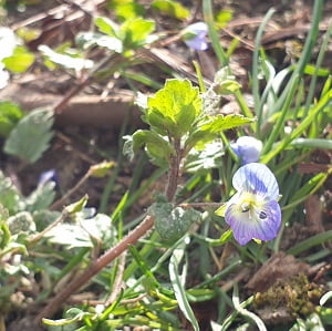les vignes de Champagne en mars avec une petite violette