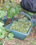 Raisins de champagne vendange 2009