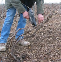 Liage des vignes de Champagne