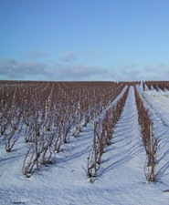 Vignobles de champagne en novembre 2005