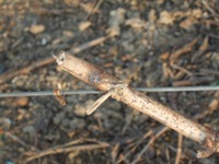Liage des vignes en Champagne