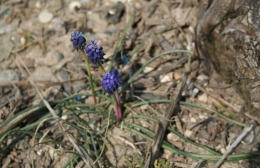 Muscari dans les vignes de champagne