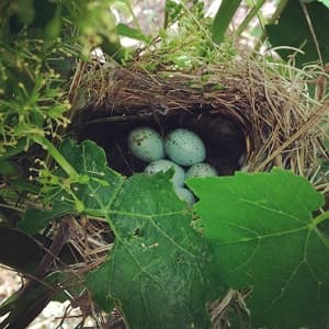 Nid de grive avec oeufs dans les vignes