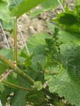 Raisin de champagne début juin 2006