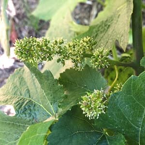 le cépage pinot noir en fleur en Champagne