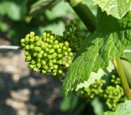 Raisin de champagne avant la fleur
