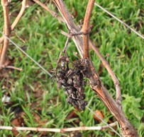 Bassin de rétention d'eau dans les vignes de Champagne