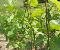 Raisins de champagne début juin 2006