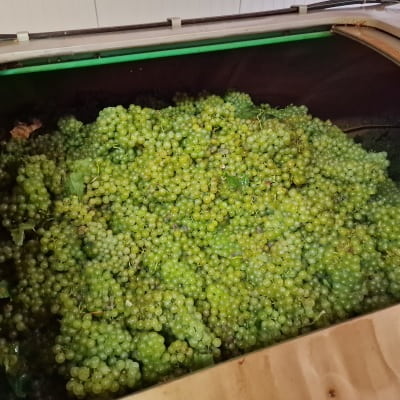 Champagne 100% chardonnay georges de la chapelle