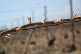 Vigne de Champagne liée